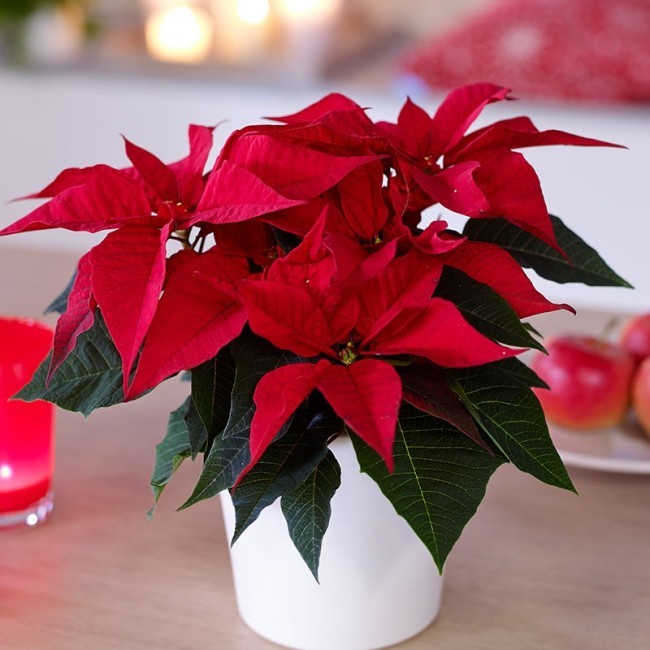 Weihnachtsstern richtig pflegen auch nach der Adventszeit leuchtend rote Hochblätter eyecatching im Raum