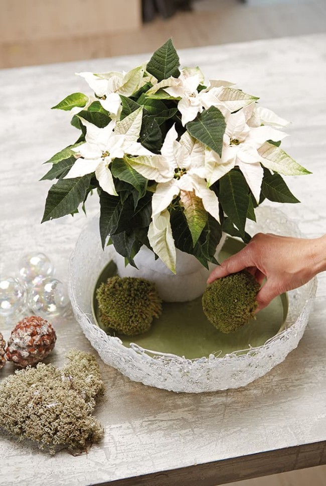 Weihnachtsstern richtig pflegen gießen in Maßen Pflanze mit weiß gefärbten Hochblätter