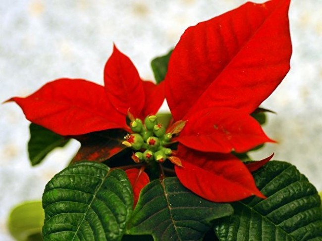 Weihnachtsstern richtig pflegen schöne Winterpflanze 12 Stunden Lichteinfall pro Tag