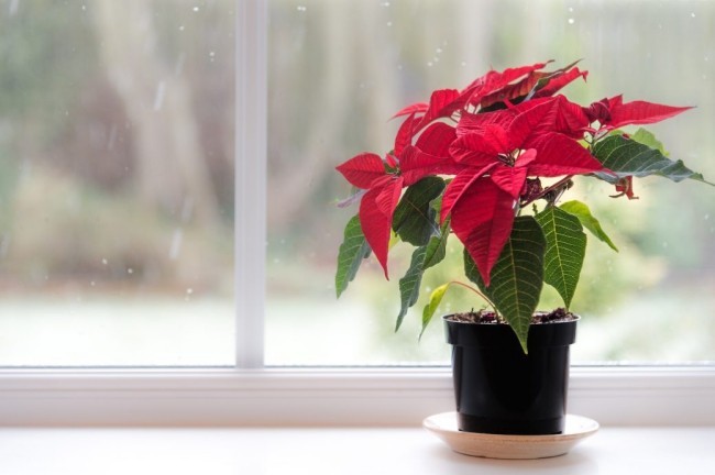 Weihnachtsstern richtig pflegen schöne blutrote Hochblätter im Topf auf der Fensterbank