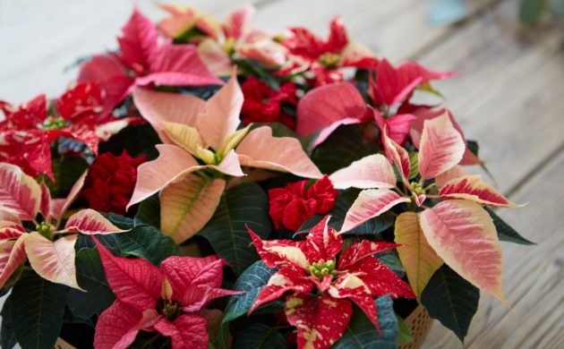 Gartengestaltung Ideen - Garten und Landschaftsbau - Freshideen 17