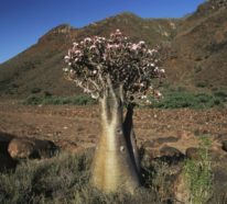 So pflegen Sie Ihre Wüstenrose richtig – Tipps und Tricks für noch mehr herrliche Blüten