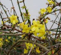Winterjasmin richtig pflegen – die frische Blütenpracht in der kalten Jahreszeit