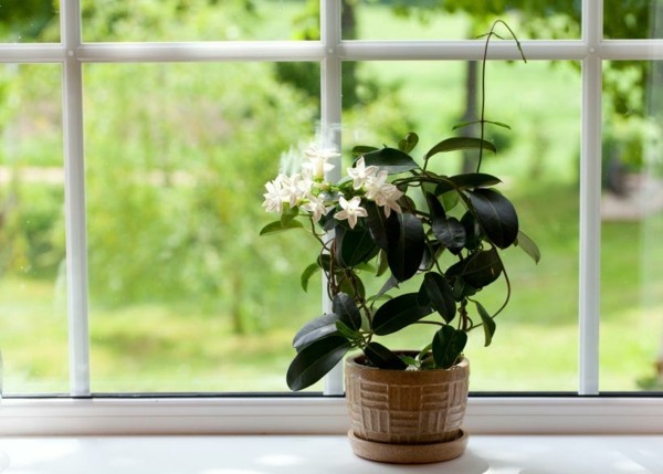 Pflanzen im Schlafzimmer - diese 7 grünen Schönheiten ...