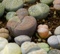 Lebende Steine – so pflegen Sie richtig diese wahren Wunder der Natur