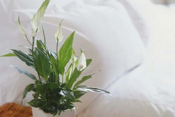 pflanzen im schlafzimmer einblatt friedenslilie