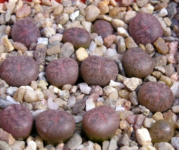 Lithops coleorum lebende steine 