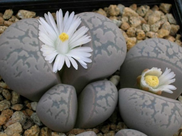 weisse blüten graue lebende steine sukkulenten