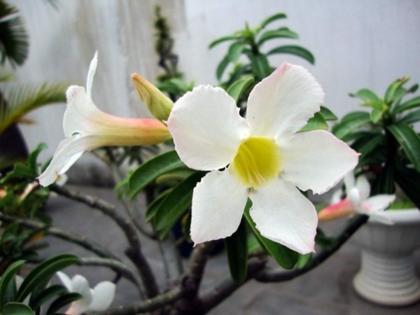 weiße blüte wüstenrose adenium