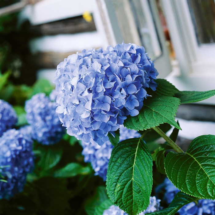 Blumen vermeiden blaue Hortensien wunderschön jedoch ungeeignet für den Valentinstag