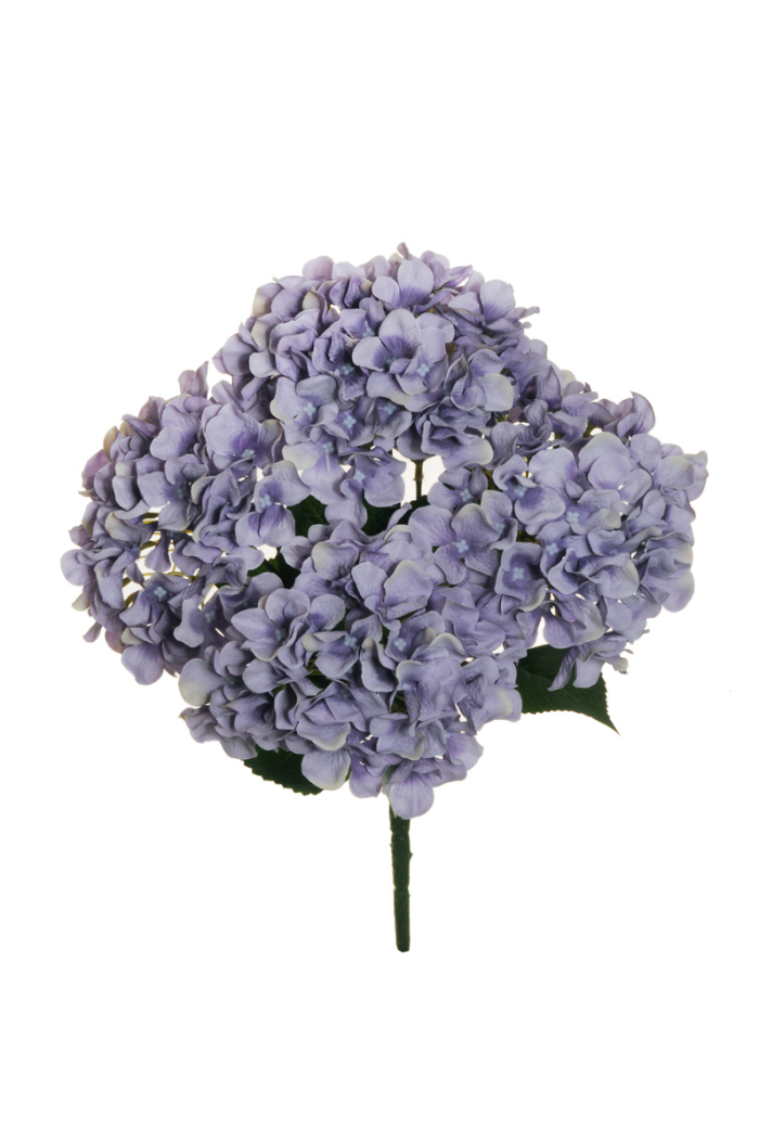 Blumen vermeiden blaue bis helllila Hortensien sind wunderschön unpassend als Geschenk zum Valentinstag