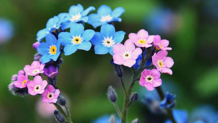 Blumen vermeiden das Vergissmeinnicht Liebestrennung andeuten rosa und blaue kleine Blüten