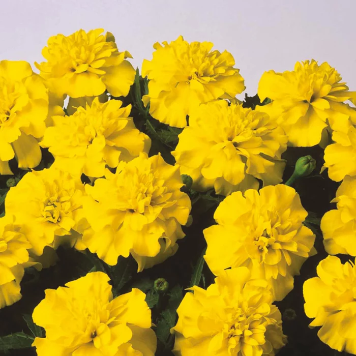 Blumen vermeiden gelbe Nelken ungeeignet für Valentinstag schlimme Botschaft vermitteln