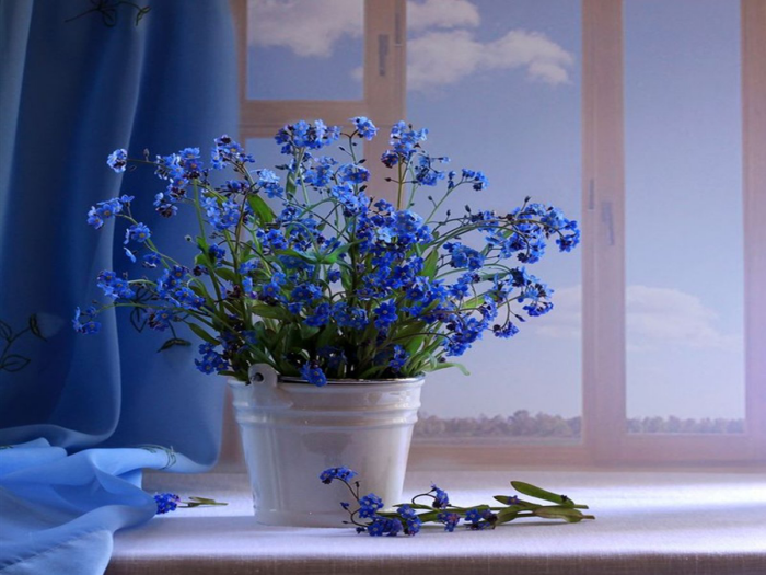 Blumen vermeiden schöne blaue Blumen schmücken die Fensterbank als Geschenk zum Valentinstag ungeeignet ideen