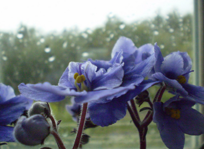 Blumen vermeiden schöne blaue Blumen schmücken die Fensterbank als Geschenk zum Valentinstag ungeeignet