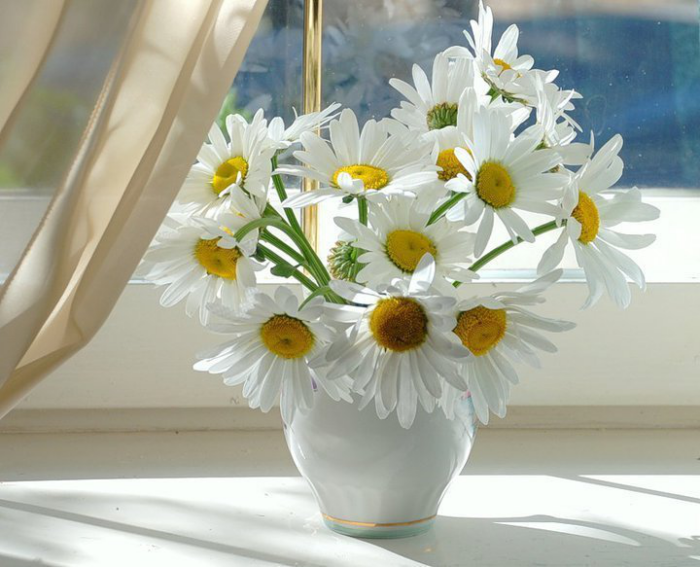 Blumen vermeiden weiße Margeriten in der Vase