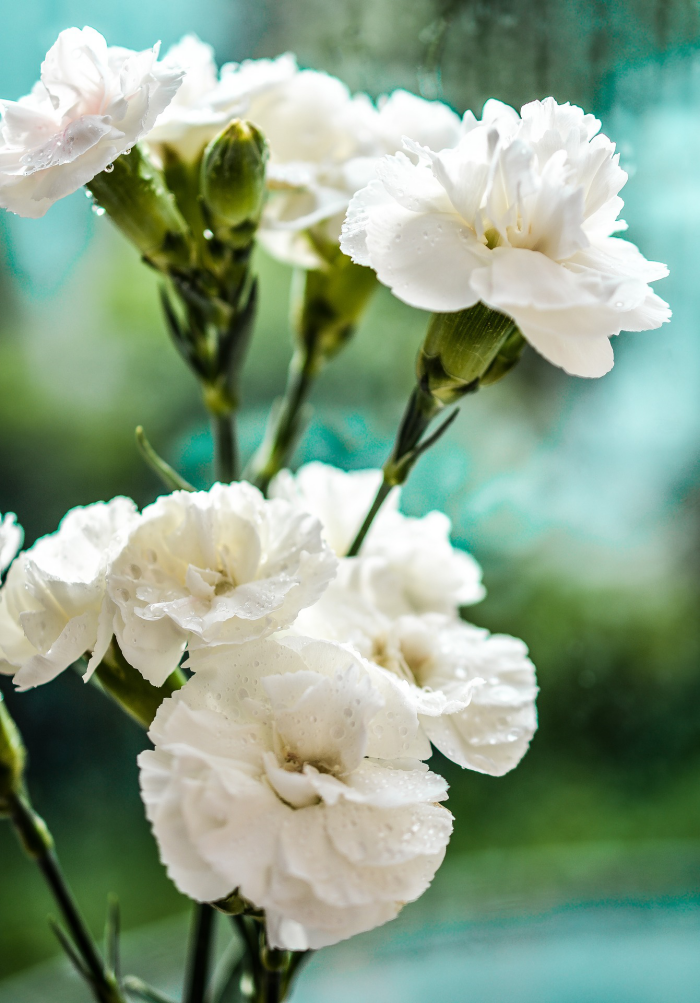 Blumen vermeiden weiße Nelken sind schön jedoch ungeeignet zum Valentinstag