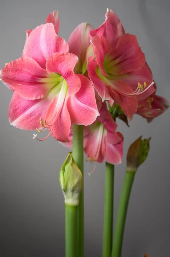 Blumen zum Valentinstag Amaryllen heimliche Lieblingsblumen der Frauen