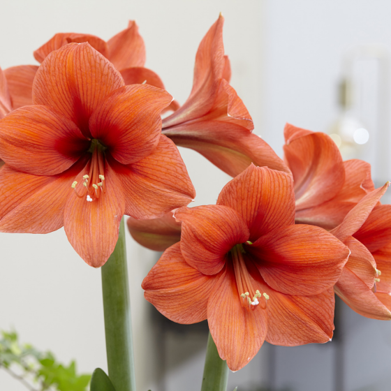 Blumen zum Valentinstag Amaryllis freundschaftliche Zuneigung ausdrücken