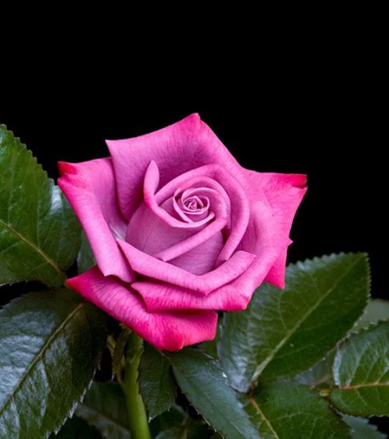 Blumen zum Valentinstag Einzelblume rosa Rose zeigt frische Gefühle