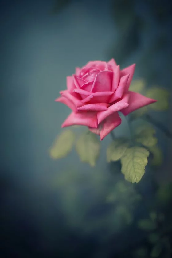 Blumen zum Valentinstag ideen rosafarbene Rose unwiderstehliche Liebesbotschaft