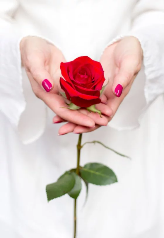 Blumen zum Valentinstag ideen rote Rose Symbol wahrer Liebe