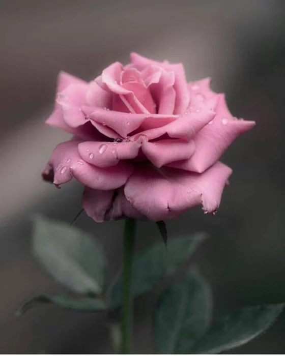 Blumen zum Valentinstag rosafarbene Rose unwiderstehliche Liebesbotschaft