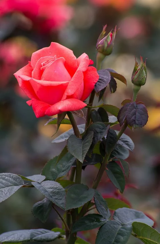 Blumen zum Valentinstag schöne Rose unumstrittene Königin der Blumen