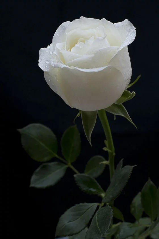 Blumen zum Valentinstag weiße Rose symbolisiert Unschuld und Reinheit
