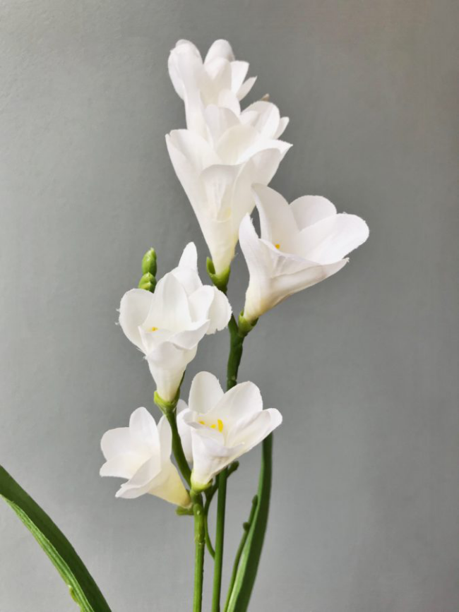 Freesien weiß makellose Schönheit zarte Blüten