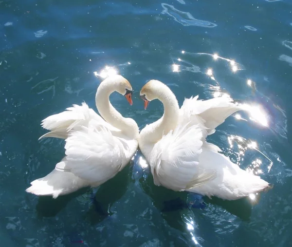 Liebessymbole - Bild mit Schwäne im Wasser