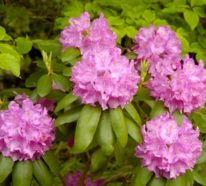 Rhododendron schneiden – so machen Sie alles einfach und richtig!