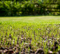 Der Frühling ist bald da: So würden Sie erfolgreich den Rasen düngen!