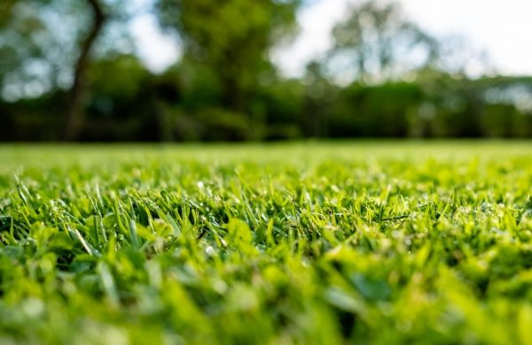 Der Frühling ist bald da: So würden Sie erfolgreich den Rasen düngen!
