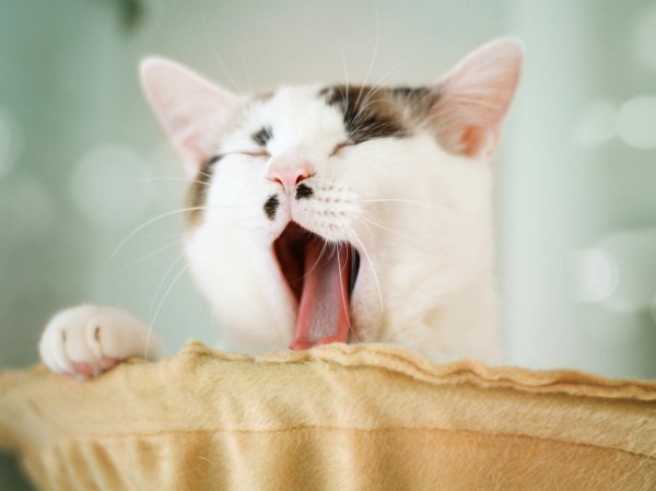 Warum gähnt man gähnende Katze