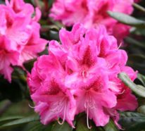 Rhododendron schneiden – so machen Sie alles einfach und richtig!