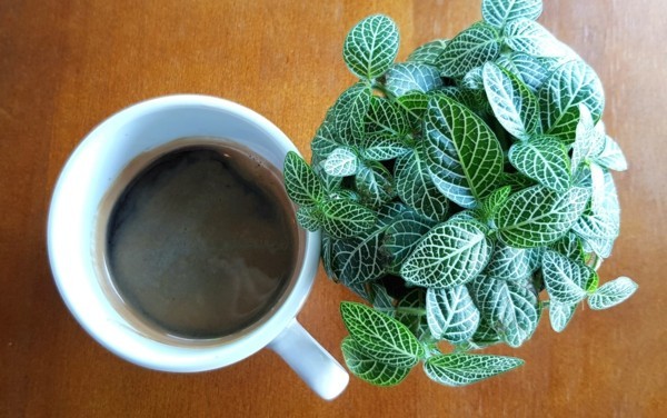 zimmerpflanzen kaffeesatz als dünger
