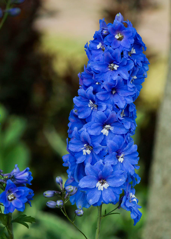 Blume Ihres Geburtsmonats Rittersporn blaue Blüten Eleganz typisch für Juli-Geborene