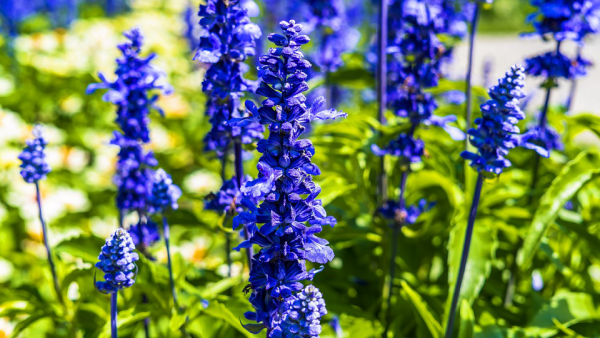  Blume Ihres Geburtsmonats Rittersporn blaue Blüten Schmuck für den Garten