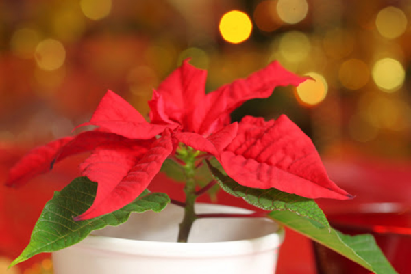 Blume Ihres Geburtsmonats Weihnachtsstern knallrote Hochblätter für Dezember-Kinder