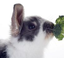Wie gesund ist Brokkoli und kann man Brokkoli roh essen?