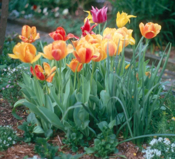 Garten pflegen Tulpen pflanzen