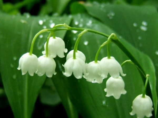 Geburtsmonat passende Blume Maiglöckchen symbolisiert keusche Liebe für Mai-Geborene