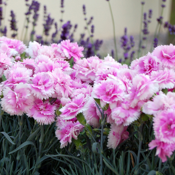 Geburtsmonat passende Blume rosafarbene Nelken im Garten für Januar-Geborene