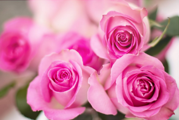 Geburtsmonat passende Blume rosafarbene Rosen Symbol für weibliche Jugend und Anmut