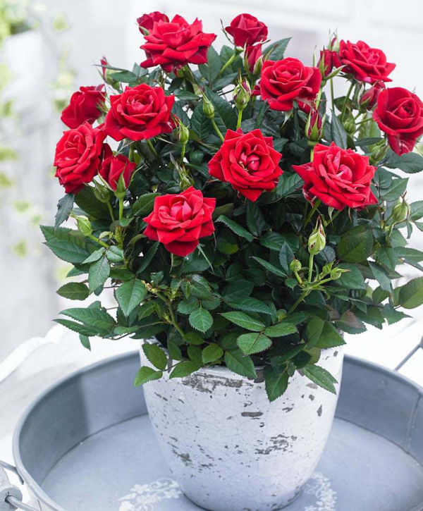 Geburtsmonat passende Blume rote Rosen im Garten natürliche Schönheit für Juni-Geborene