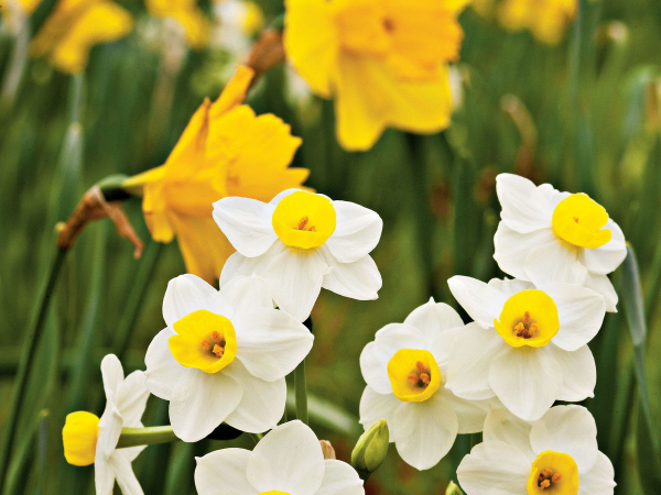 Geburtsmonat passende Blume weiße und Gelbe Narzissen im Garten stehen für Neuanfang und Mut typisch für März-Geborene