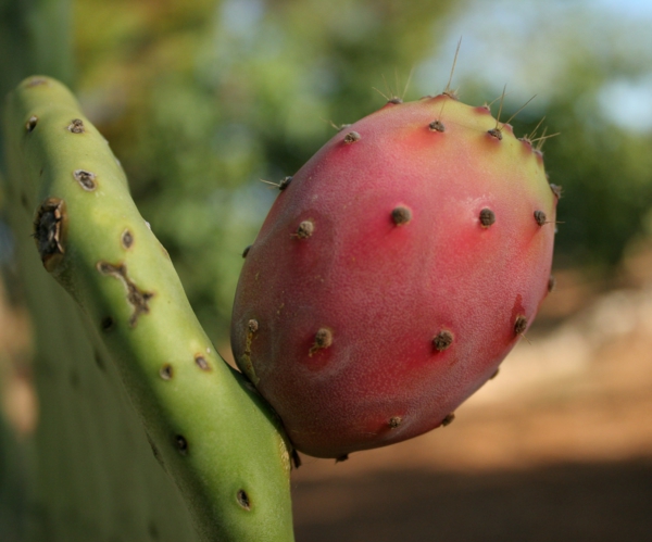 Kaktusfeige essen Kaktusfrucht Feigenkaktus