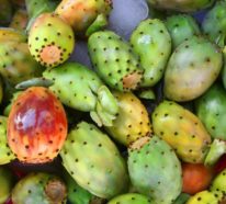 Kaktusfeige essen: geprüfte Tipps und ein Rezept für Syrup aus reifen Kaktusfrüchten
