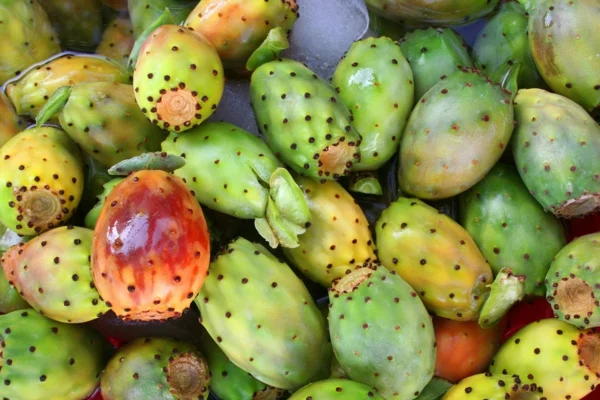 Kaktusfeige essen Kaktusfrucht noch unreif Feigenkaktus Opuntie